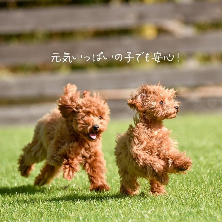 ＼長時間安心／ ペットオムツ 男の子 マナーベルト オス 超小型犬 中型犬 ペット用 紙おむつ 介護 粗相 PitaFit アイリスオーヤマ MNPD * thumbnail 15
