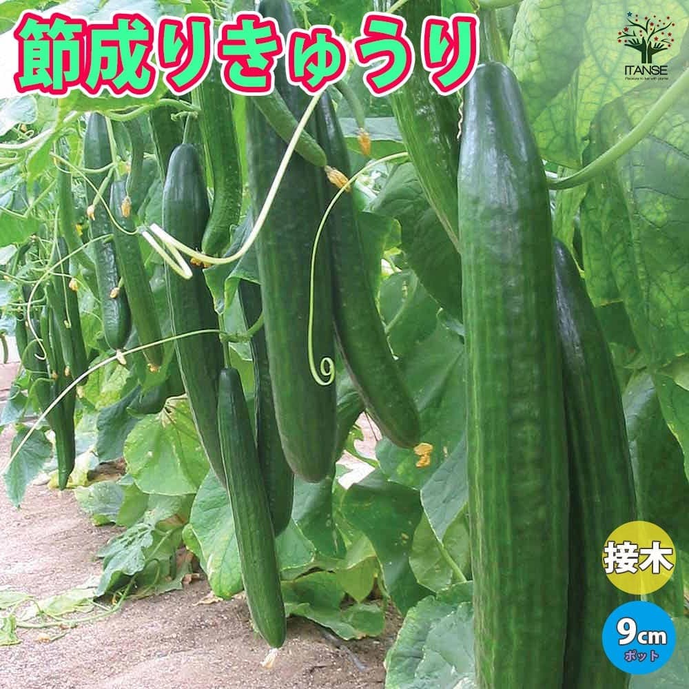 【ポイントUP★マラソン期間】節成りきゅうりF1 接ぎ木苗 野菜 接木苗9cmポット 人気品種 野菜苗 キュウリ苗 きゅうり苗 胡瓜 露地栽培 ハウス栽培 Cucumbers 春野菜 夏野菜 春植え 夏植え 送料無料 即納