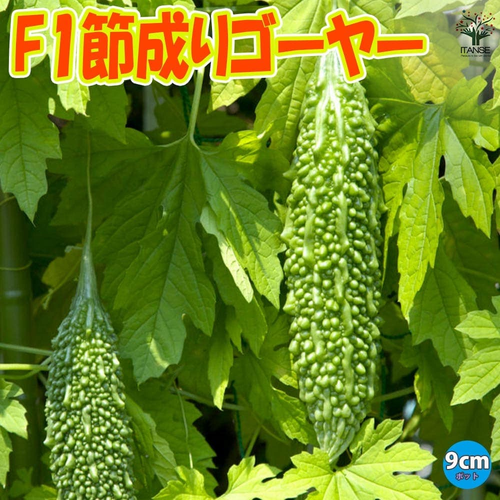 【ポイントUP★マラソン期間】F1節成りゴーヤー ( 品種:F1節成ゴーヤ300 ) 野菜苗9cmポット ごーや ゴーヤ苗 苦瓜 ニガウリ にがうり ウリ科 グリーンカーテン ベランダ 露地栽培 ベランダ菜園 送料無料 即納