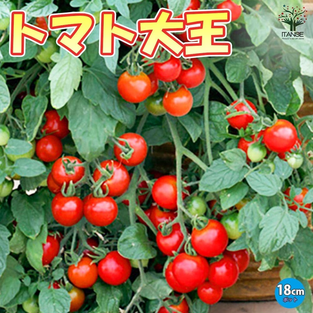 【ポイントUP★マラソン期間】トマト大王 ( 支柱いらずで楽々多収穫！NEWタイプミニトマト ) 18cmBN硬質ポット 自根苗 肥料付き ハンギングトマト 野菜苗 ミニトマト苗 みにとまと苗 ベランダ 大苗 送料無料 即納