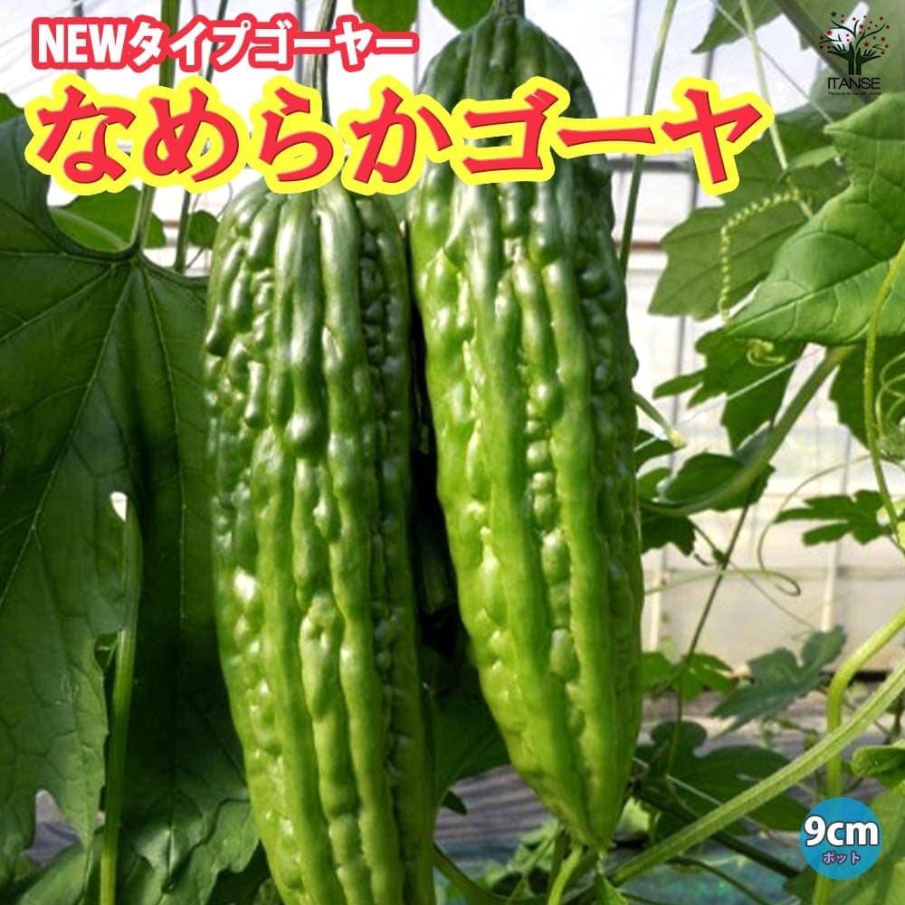 【ポイントUP★マラソン期間】なめらかゴーヤ ( 苦みマイルド!楽々多収穫!NEWタイプゴーヤー ) 自根苗9cmポット 野菜苗 ごーや ゴーヤ苗 苦瓜 ニガウリ にがうり グリーンカーテン ベランダ 送料無料 送料無料 即納