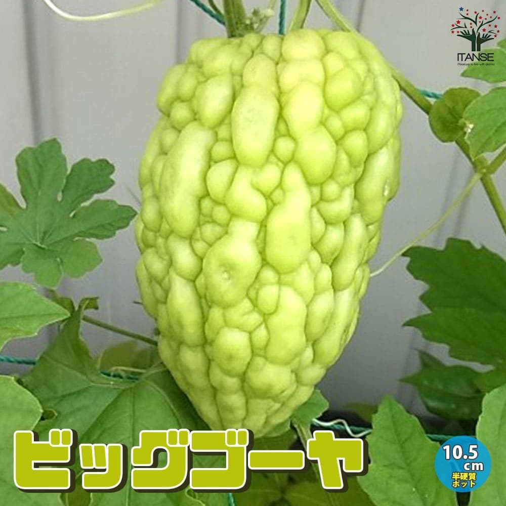 【ポイントUP★マラソン期間】ゴーヤの苗 ビッグゴーヤ ライトグリーン 野菜の苗 10.5cmポット 自根苗 野菜苗 家庭菜園 ベランダ ゴーヤ苗 ゴーヤ ゴーヤー ごーや ごーやー ニガゴリ ニガゴーリ トーグリ 苦瓜 にがうり ベランダ菜園 送料無料 即納