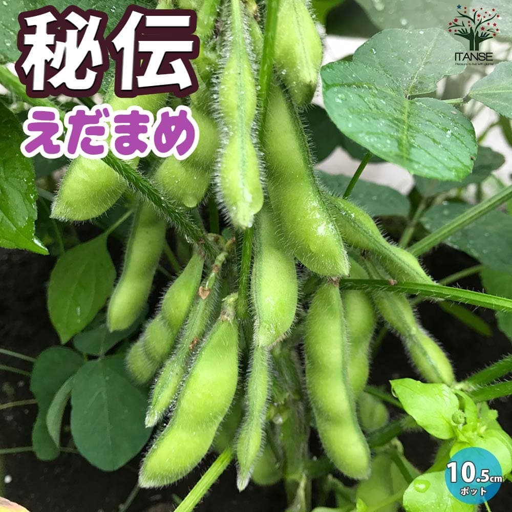 【ポイントUP★マラソン期間】秘伝 枝豆の苗 野菜の苗 10.5cmポット 枝豆苗 枝豆の苗 えだまめの苗 えだ豆の苗 大豆 豆類 野菜苗 簡単栽培 家庭菜園 送料無料 即納