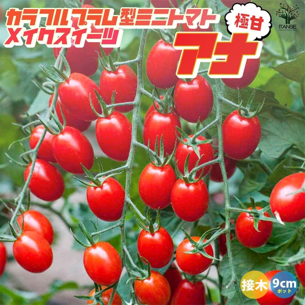 【ポイントUP★マラソン期間】ミニトマトの苗 メイクスイーツ アナ 接木苗 野菜の苗 9cmポット トマト苗 とまと苗 ミニトマト苗 トマトの苗 とまとの苗 プチトマト ガーデニング 家庭菜園 プランター菜園 ベランダ菜園 送料無料 即納