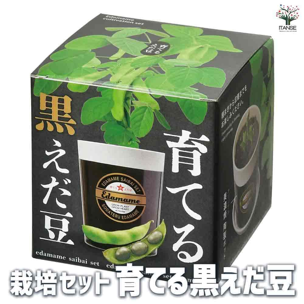 【ポイントUP★マラソン期間】栽培セット 育てる黒えだ豆 野菜の苗 簡単キット 栽培キット お手軽ガーデニング 送料無料 即納
