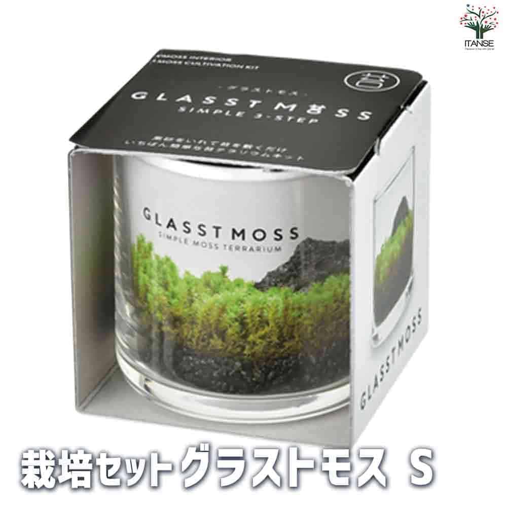 【ポイントUP★マラソン期間】栽培セット グラストモス Sサイズ 観葉植物 簡単キット 栽培キット お手軽ガーデニング 送料無料 即納