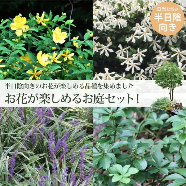 低木とグランドカバー4品種 (日向～半日陰) 計8ポットヒペリカムヒデ・ヒメクチナシ・斑入りヤブラン・フッキソウ生産者直送 ［IO］