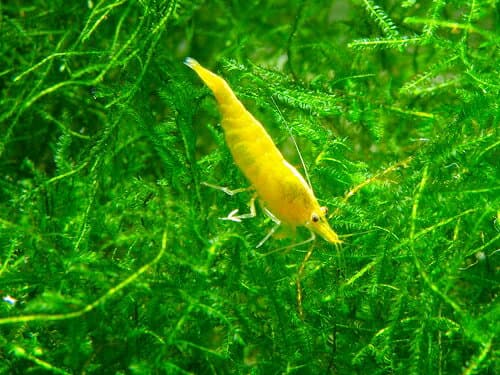 【シュリンプ】イエローチェリーシュリンプ　10匹+1匹人気商品神戸店在庫≪熱帯魚 観賞魚 飼育≫