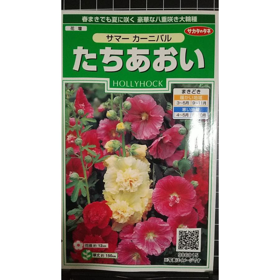 たちあおい サマーカーニバル ホリホック 種 種子 サカタのタネ