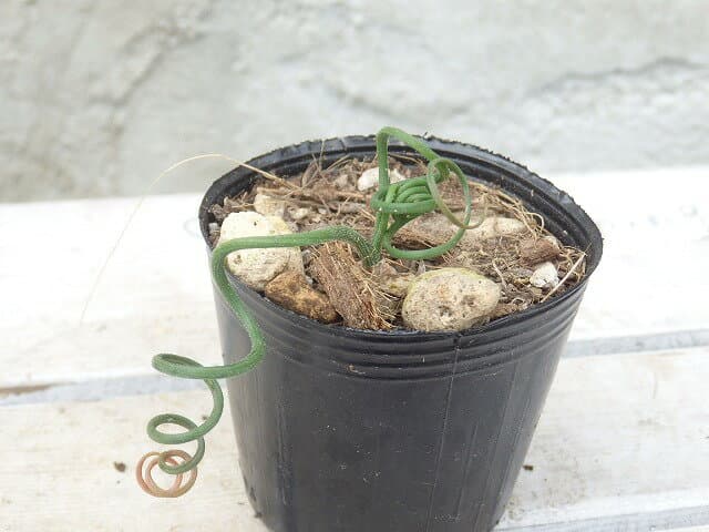 アルブカ　スピラリス　Albuca spiralis　6cm鉢