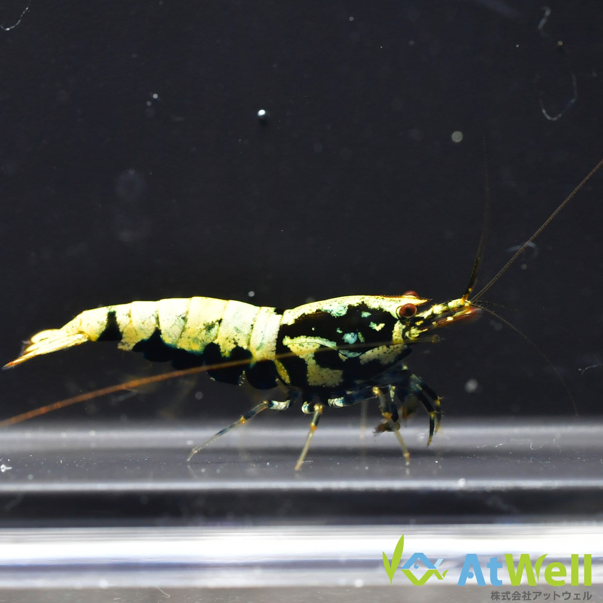 【AtWell】ブラックフィッシュボーンシュリンプギャラクシー 3匹