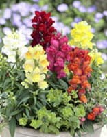 金魚草種子 サカタのタネ キャンディートップスミックス 小袋