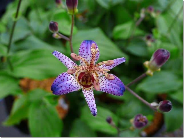 【山野草　2026年夏〜開花見込み】ホトトギス「蒼天」　3号(9cm)ポット