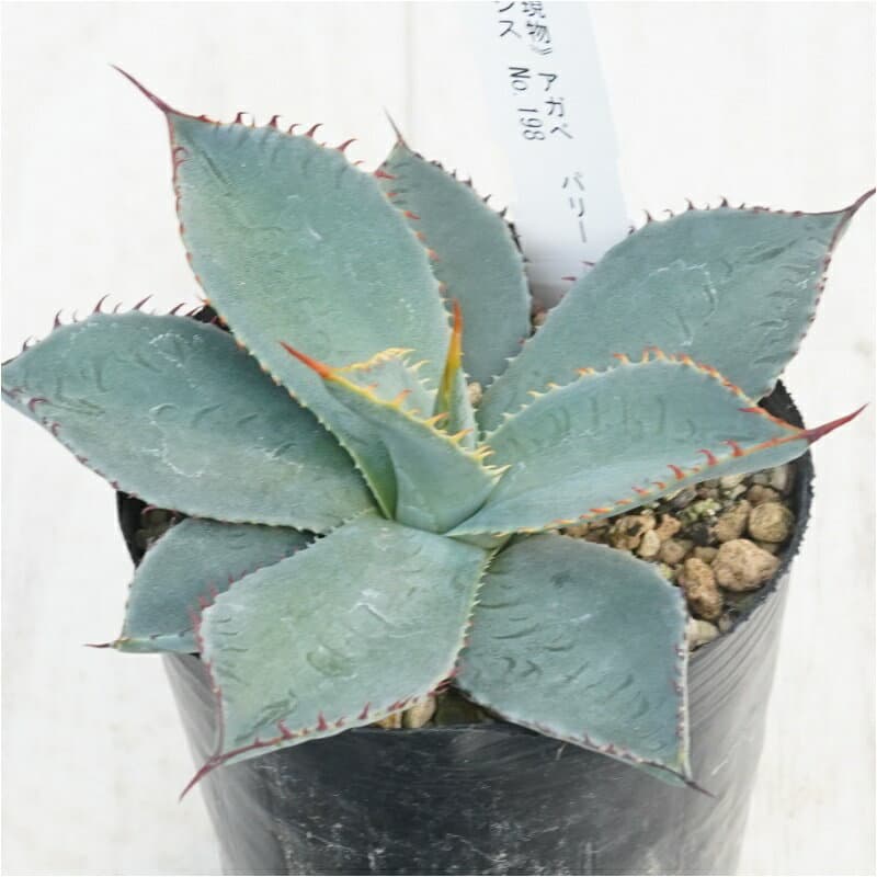 《現物》アガべ　パリー　ホーチエンシス　カラフルスパイン　No.198　3号