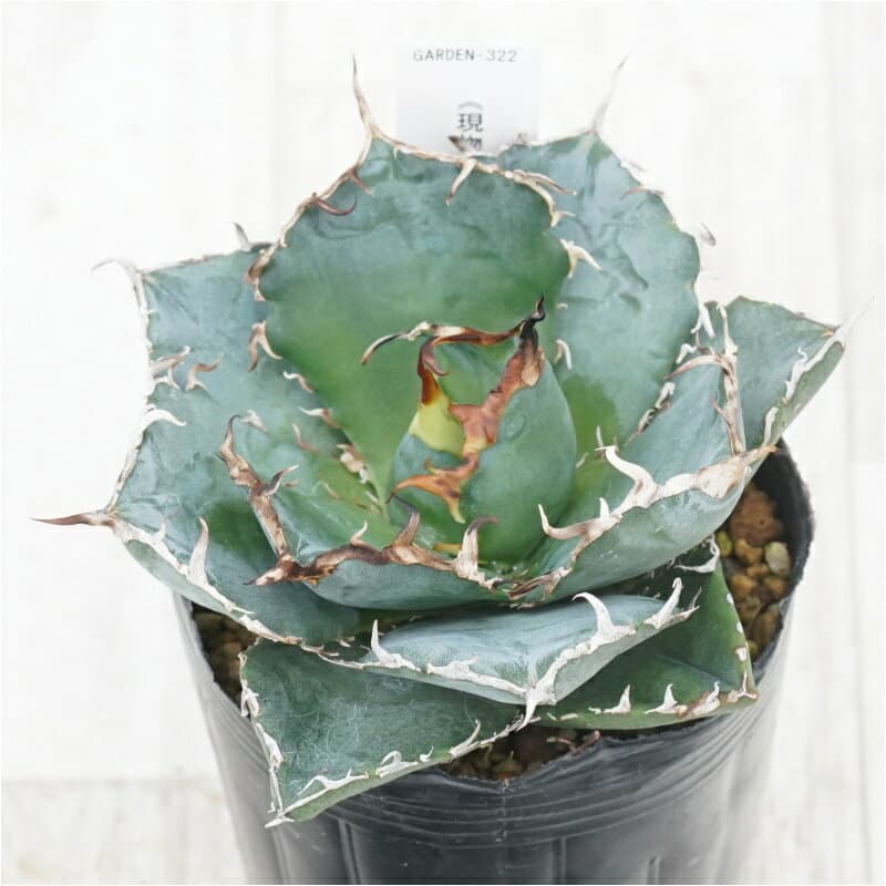 《現物》アガべ　チタノタ　白鯨　No.322　3号