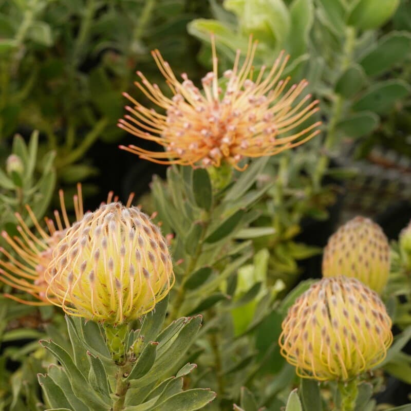 《花芽付き》リューコスペルマム「スパイダー」　ブランチ仕立て　4号ロングスリット鉢