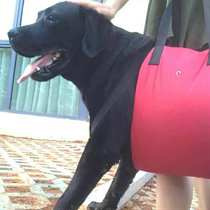 [Civil Life]歩行補助ハーネス ペット 介護 ハーネス 犬 老犬介護用 歩行補助ハーネス ケア用品 小型犬 中型犬 大型犬 老犬に適用 ペット用品・ペットグッズ 犬用品 介護用品 介護用ハーネス thumbnail 3