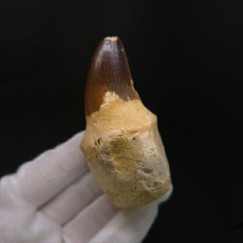 【送料無料】【モササウルス/化石/歯/恐竜】 歯根付き モササウルス 化石 歯 本物 モロッコ産 74.77mm プレゼント ギフト mos153