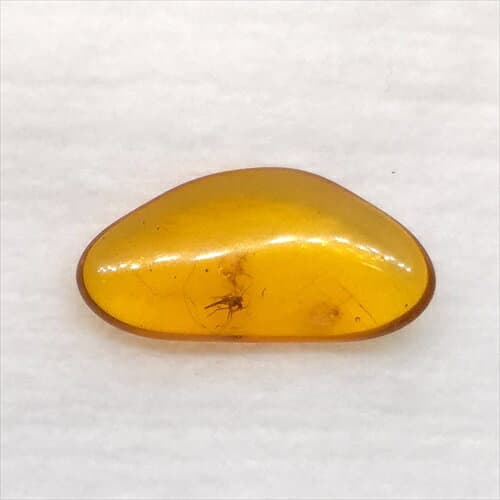 【送料無料】【琥珀/虫入り/anber化石】 美品 虫入り琥珀 琥珀 化石 本物 バルト海産 ケース付き 14.14mm プレゼント ギフト ab269