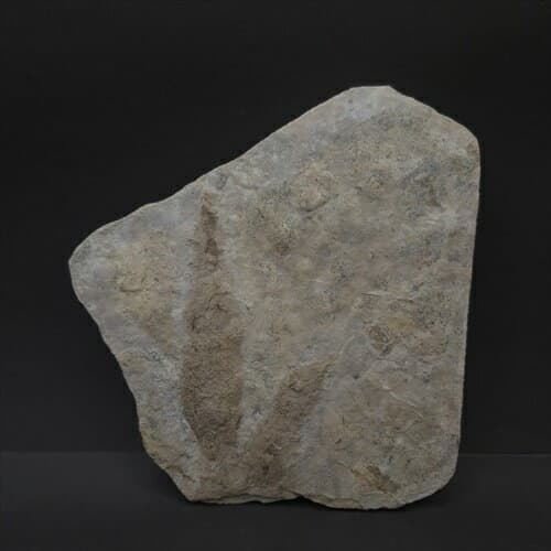 【送料無料】【グラレーター/化石/足跡/恐竜】希少 グラレーター 恐竜 足跡 化石 本物 フランス産 159.45mm プレゼント ギフトgrl5