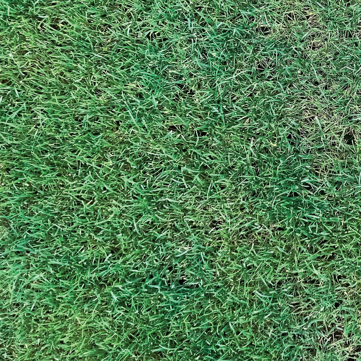 ペレニアルライグラス マンハッタン7 1kg タキイ種苗 芝種 芝 種 芝 種子 芝生 種 芝生 種子 芝の種 芝生の種 牧草 種 牧草 種子 芝 業務用 種