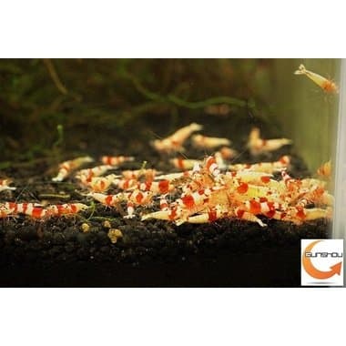 レッドビーシュリンプのバンド メスだけ10匹セット＋無農薬水草（1000円分相当）＋繁殖液（15cc：約2-3カ月分付き　1200円相当）セット