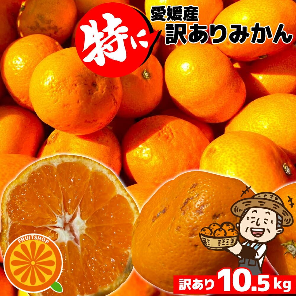 只今出荷中♪愛媛産 特に訳ありみかん【送料無料(一部地域除く)】10kg(+約0.5kg多め)発送時期でグリーンからオレンジへ色づきが異なります。不揃い 傷 汚れ有 極早生 早生 フルーツ 美味しいみかん 果物 くだもの 温州みかん 柑橘類 かんきつ 食品ロス 産地直送