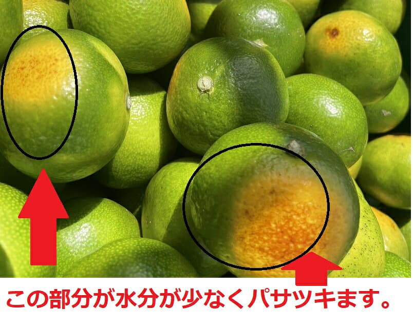 只今出荷中♪愛媛産 特に訳ありみかん【送料無料(一部地域除く)】10kg(+約0.5kg多め)発送時期でグリーンからオレンジへ色づきが異なります。不揃い 傷 汚れ有 極早生 早生 フルーツ 美味しいみかん 果物 くだもの 温州みかん 柑橘類 かんきつ 食品ロス 産地直送 thumbnail 2