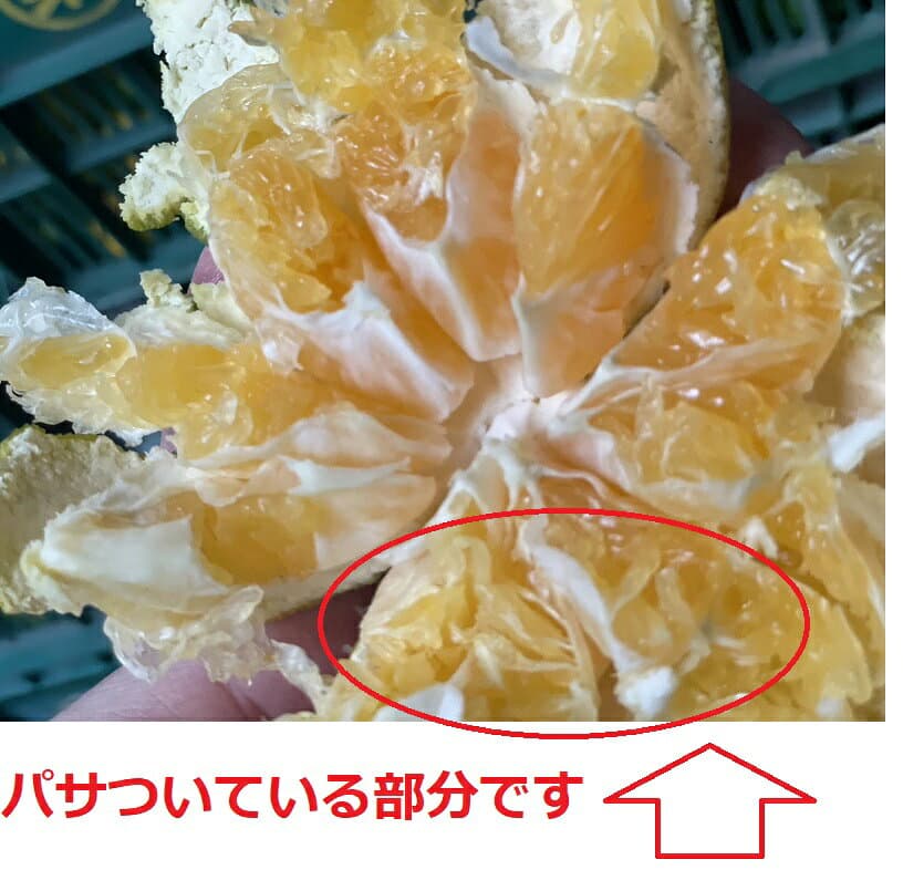 只今出荷中♪愛媛産 特に訳ありみかん【送料無料(一部地域除く)】10kg(+約0.5kg多め)発送時期でグリーンからオレンジへ色づきが異なります。不揃い 傷 汚れ有 極早生 早生 フルーツ 美味しいみかん 果物 くだもの 温州みかん 柑橘類 かんきつ 食品ロス 産地直送 thumbnail 3