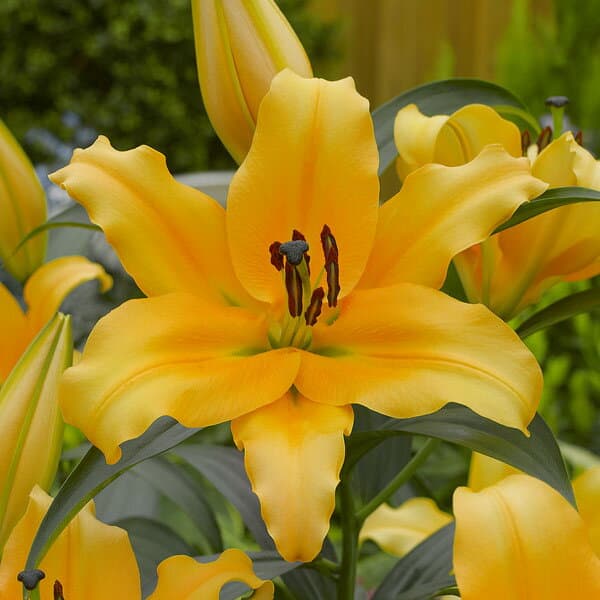 球根/ユリ：オリエンタルリリー　バルビルデ(オレンジカサブランカ）2球セット