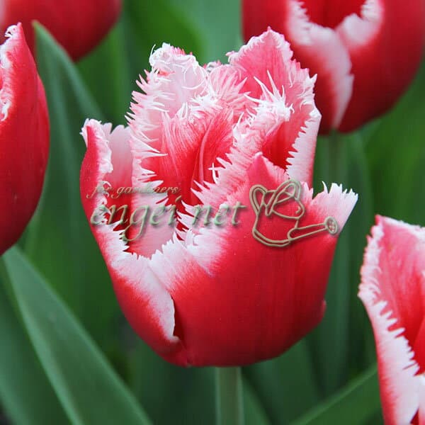 チューリップ：カナスタ1球植え芽出し3号深ポット 2個セット