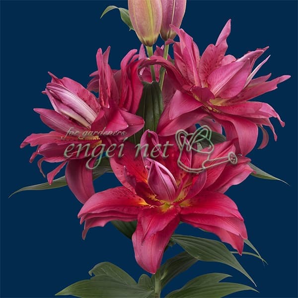 球根/ユリ：八重咲きオリエンタルリリー（ローズリリー）フロレッタ1球入