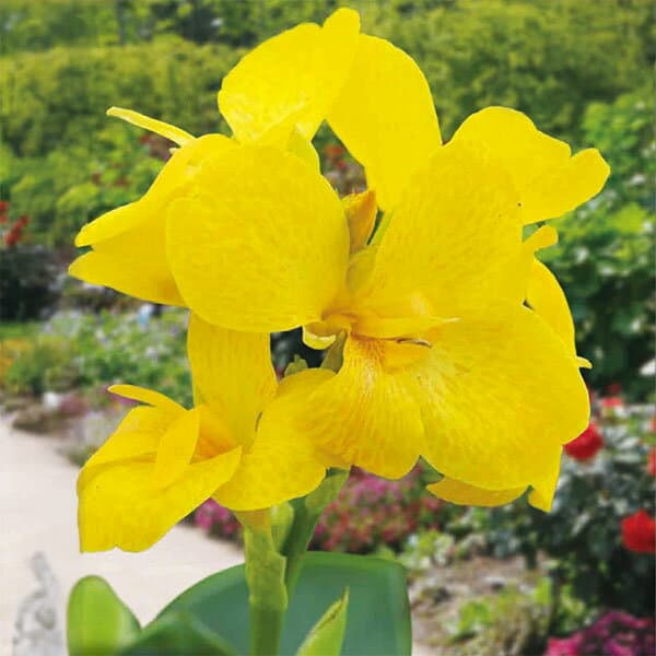 球根/[26年4月上旬予約]カンナ：イエロー（黄花）1球入り