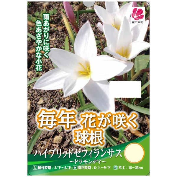 球根/[26年3月中下旬予約]ハイブリッドゼフィランサス：ドラモンティ4球入り