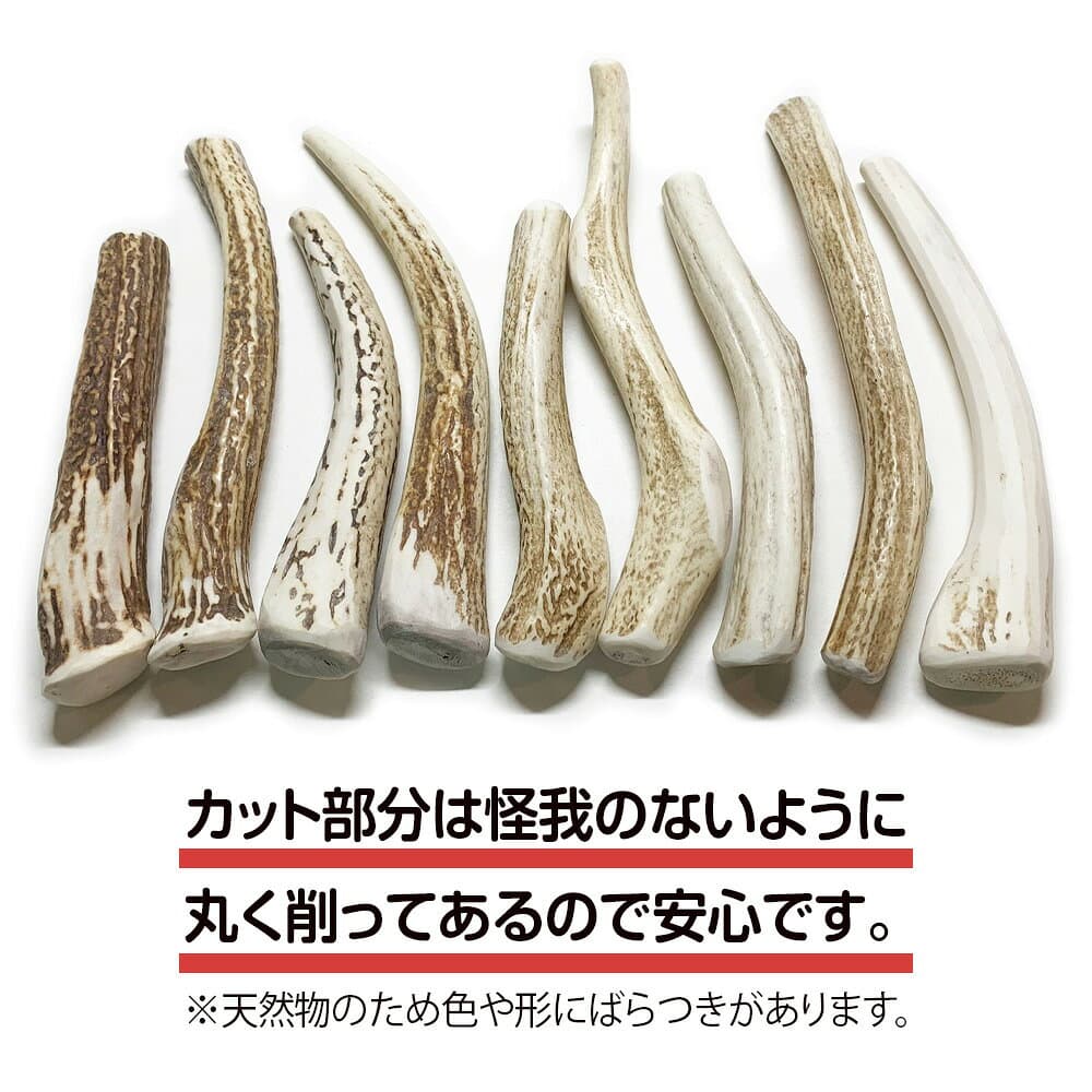 【ふるさと納税】鹿の角 エゾシカ 犬のおもちゃ 『鹿角さん』 中型犬用 割っていないタイプ 1本 CB040犬 ペット おもちゃ 鹿角 エゾシカ ドッグガム 北海道 北海道ふるさと納税 白老 ふるさと納税 北海道 thumbnail 3