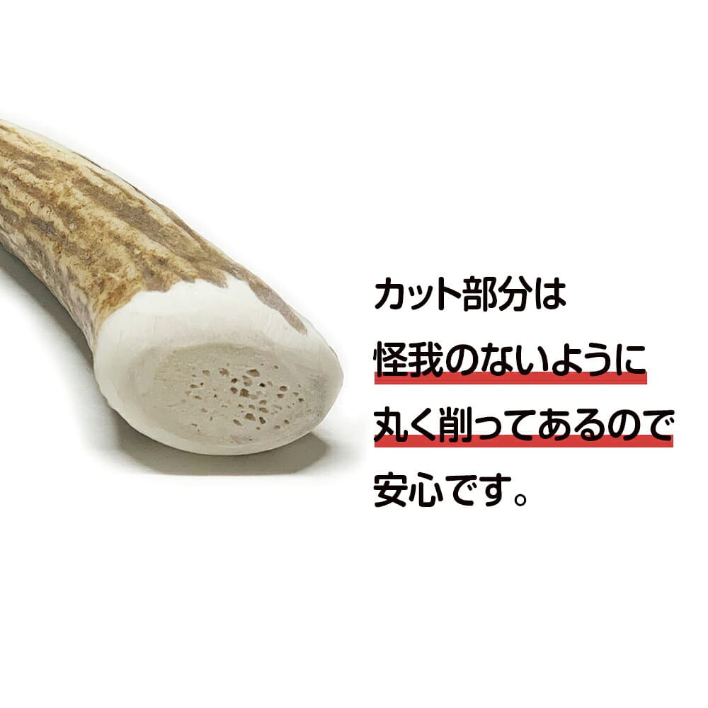【ふるさと納税】鹿の角 エゾシカ 犬のおもちゃ 『鹿角さん』 小型犬用　先端　2本セット犬 ペット おもちゃ 鹿角 エゾシカ ドッグガム 北海道 北海道ふるさと納税 白老 ふるさと納税 北海道 thumbnail 3