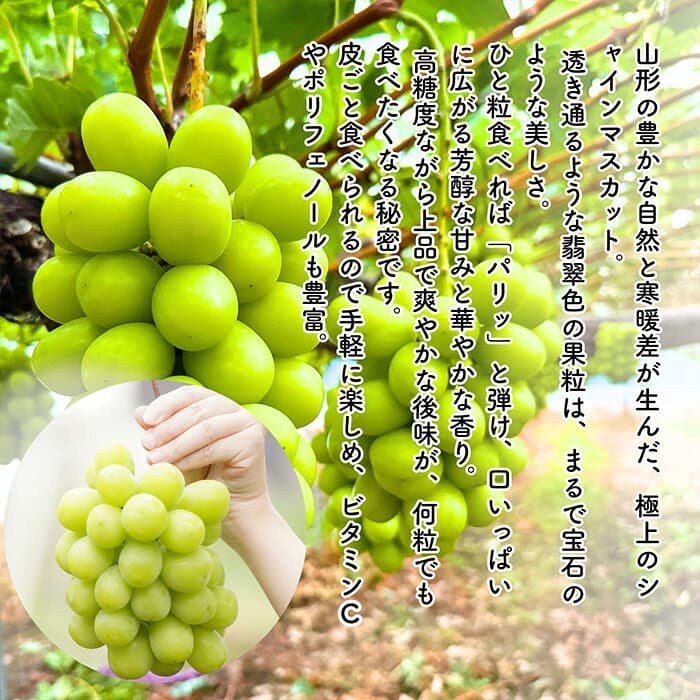 【ふるさと納税】【定期便5回】やまがた フルーツ浪漫A 佐藤錦・デラウエア・白桃・和梨・シャインマスカット FZ23-631 果物 フルーツ 定期便 果物定期便 フルーツ定期便 詰め合わせ セット 旬のフルーツ 旬 季節のフルーツ お取り寄せ 贈答 山形県 山形市 送料無料 thumbnail 3
