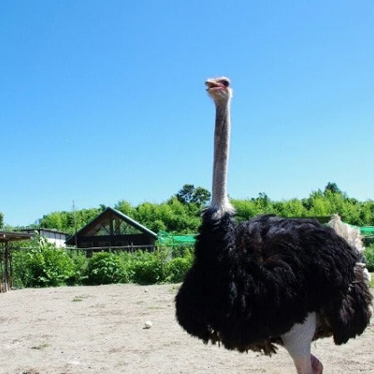 【ふるさと納税】ダチョウ王国入場チケット（ 入場券 大人 2枚 小人 2枚 ） 動物ふれあい チケット ダチョウ アルパカ カピバラ 牧場 観光 体験型レジャー 80種類 動物 ふれあい 観光牧場 家族 子ども 子供 体験 動物園 関東近辺 関東 首都圏 茨城 茨城県 石岡市 (C05-018)