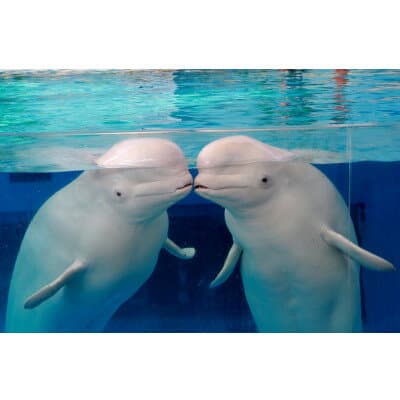 【ふるさと納税】アクアリゾーツパス3名分(大人・高校生ペア+小・中学生1名分)+アトラクション3回券【1494630】