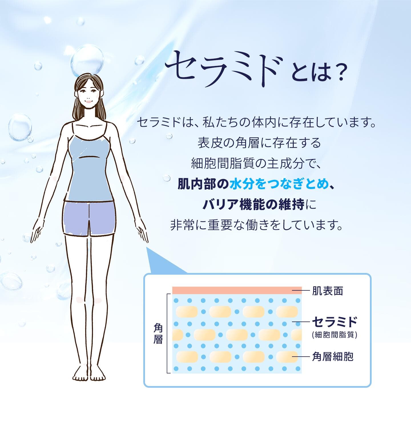 【ふるさと納税】 DHC セラミドモイスチュア 2個(60日分) / 6個(180日分) サプリメント 機能性表示食品 コラーゲンペプチド ビタミンC ビタミンE セラミド 全身保湿 うるおい 乾燥 健康 富士市 [sf014-025] [sf014-026] thumbnail 3