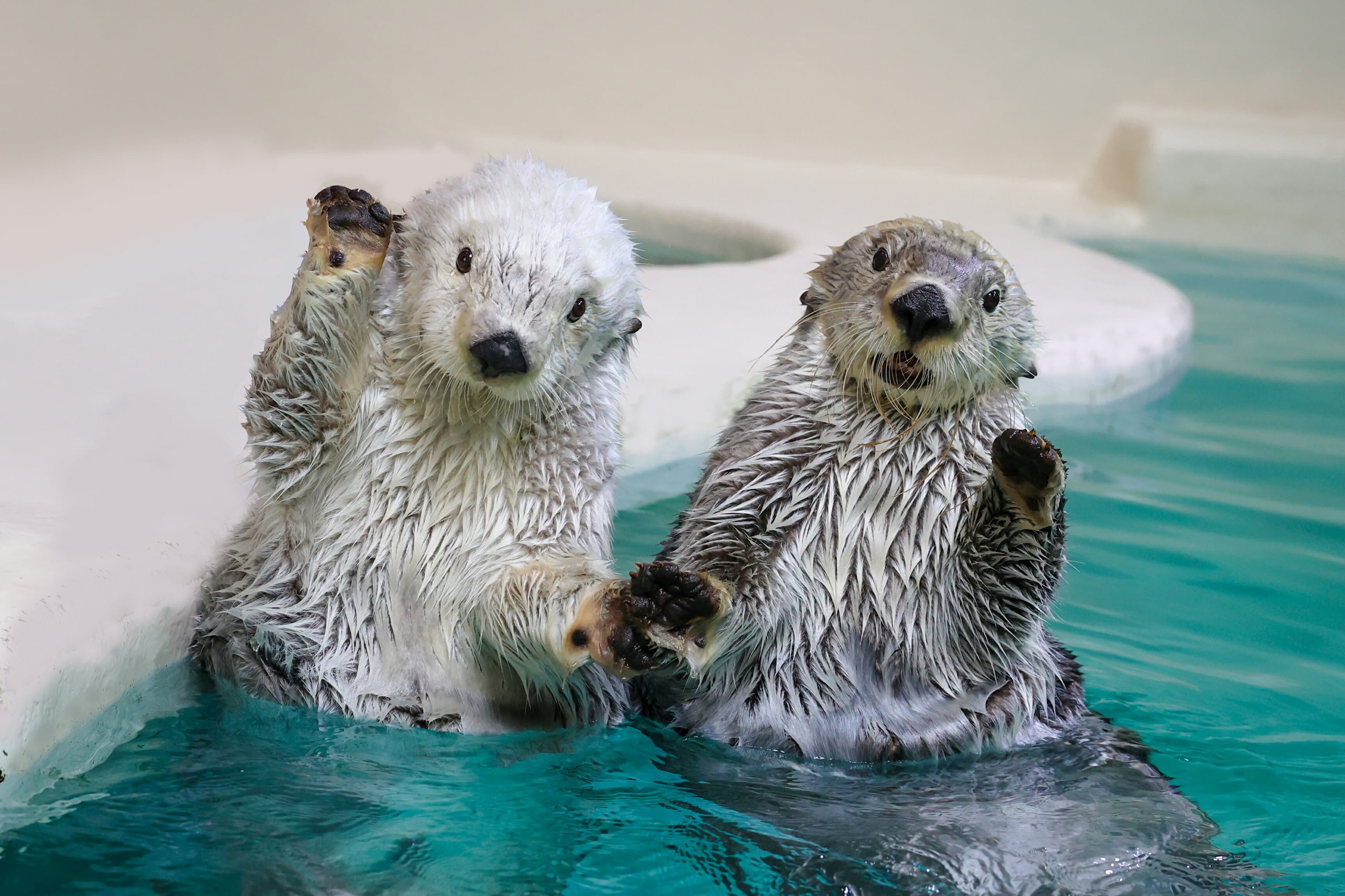 【ふるさと納税】9-01鳥羽水族館 年間パスポート 幼児