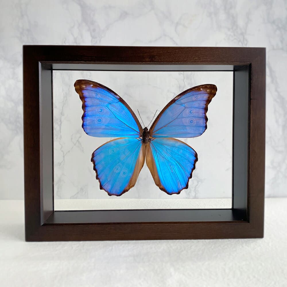 【ふるさと納税】昆虫 標本 Flying Morpho Butterfly（空を翔ぶ宝石） モルフォ蝶 1頭入 低反射 UVフィルム マイクロファイバー1枚・アルカリイオン水ミニボトル1本 付属 木製 高透明フィルム ガラス ケース 標本 インテリア オブジェ 蝶 送料無料