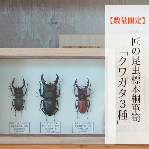 【ふるさと納税】【数量限定】匠の昆虫標本桐箪笥「クワガタ3種」［No.576］／ ヒラタクワガタ ミヤマクワガタ ノコギリクワガタ 桐箱 標本箱 送料無料 広島県