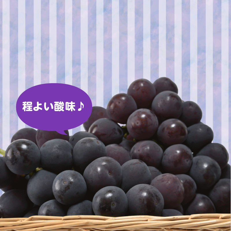 【ふるさと納税】九州・福岡フルーツ王国八女 お楽しみ旬のフルーツ定期便【全6回】A ＜配送不可：北海道・沖縄・離島＞ フルーツ 定期便 あまおう もも ぶどう 梨 シャインマスカット みかん 季節のフルーツ 果物 おすすめ セット 産地直送 福岡県 八女市 thumbnail 2