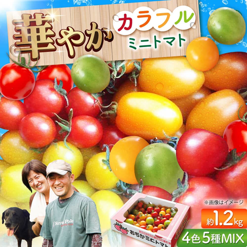 【ふるさと納税】【先行予約】【4色5種MIX】カラフルミニトマト 約1.2kg【2026年11月中旬より順次発送】《小値賀町》【りんたろうふぁ〜む】[DAE001] ミニトマト トマト とまと 野菜 新鮮 サラダ お弁当 国産 長崎 五島列島