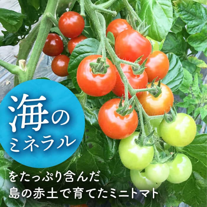 【ふるさと納税】【先行予約】【おまかせMIX】 カラフルミニトマト 約1.2kg【2026年11月中旬より順次発送】《小値賀町》【りんたろうふぁ〜む】[DAE002] ミニトマト トマト とまと 野菜 新鮮 サラダ お弁当 国産 長崎 五島列島 高評価 thumbnail 3