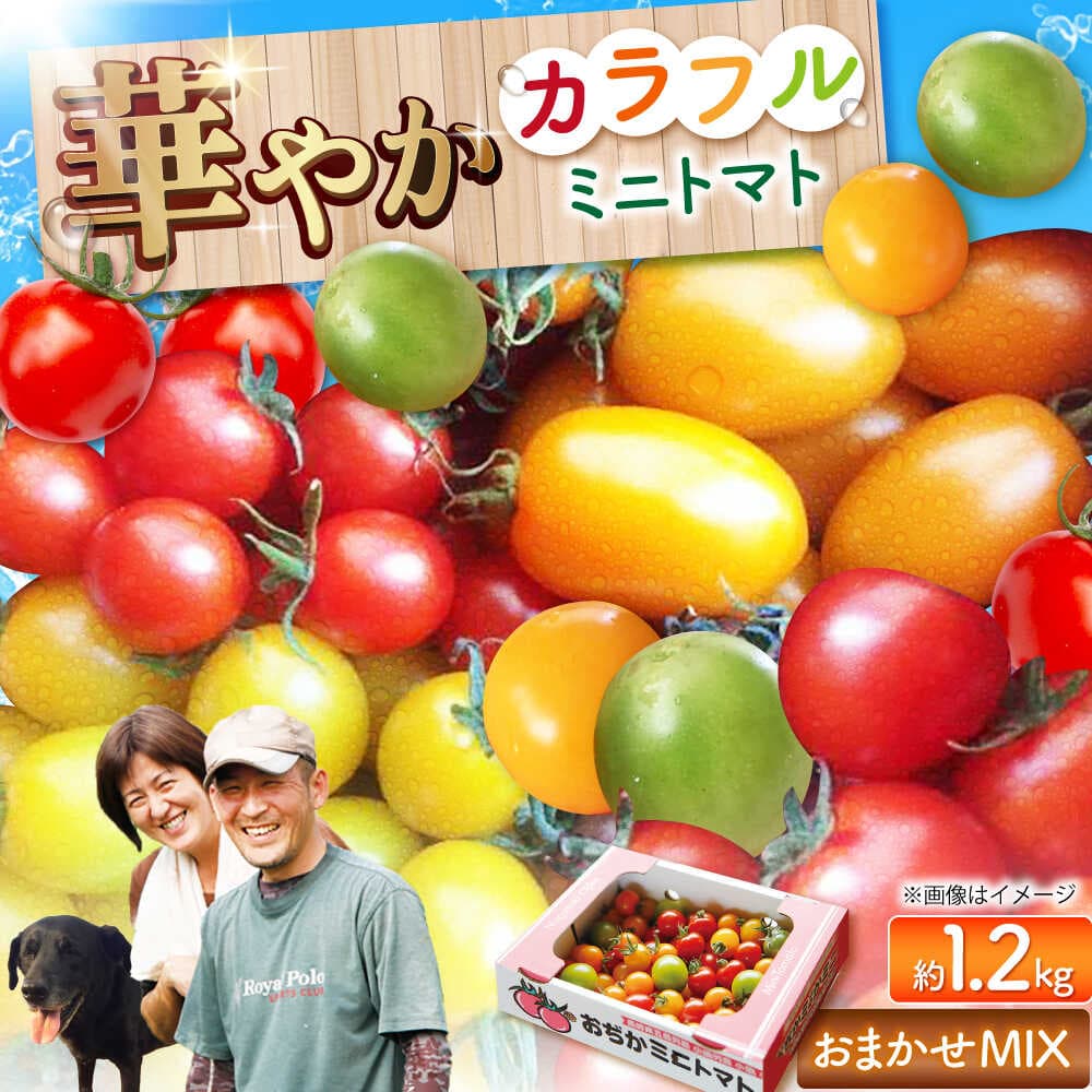 【ふるさと納税】【先行予約】【おまかせMIX】 カラフルミニトマト 約1.2kg【2026年11月中旬より順次発送】《小値賀町》【りんたろうふぁ〜む】[DAE002] ミニトマト トマト とまと 野菜 新鮮 サラダ お弁当 国産 長崎 五島列島 高評価