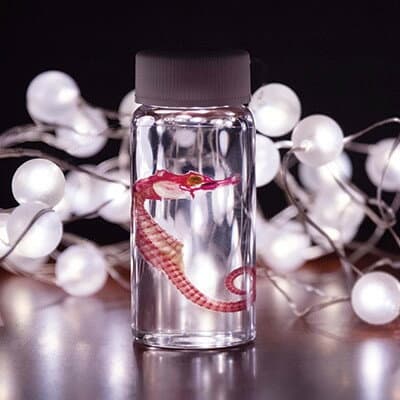 【ふるさと納税】透明骨格標本 【タツノオトシゴ】 C0-56【配送不可地域：離島】【1498704】