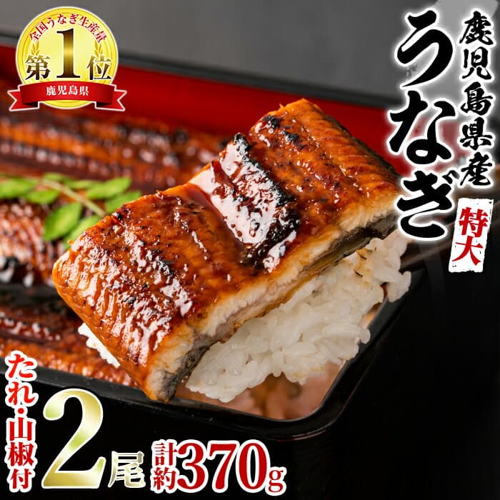 【ふるさと納税】＼高評価★4.88獲得！／＜特大＞うなぎ蒲焼き(無頭)(2尾・計約370g・タレ、山椒付) うなぎ 蒲焼長焼 ウナギ 鰻 蒲焼き 国産うなぎ 国産 九州産 鹿児島 鹿児島県産 人気 ランキング 特大 高級【アクアおおすみ】【0144360a】