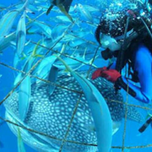 【ふるさと納税】圧巻！ジンベエザメ体験ダイビング（1名様）